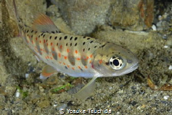 Red-Spotted Masu Salmon by Yosuke Tsuchida 